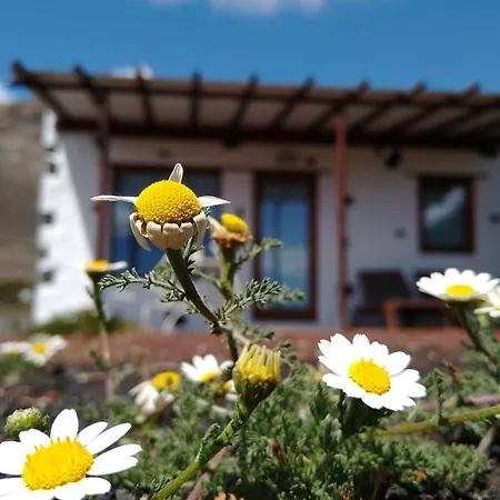 Tabaiba - Macaronesiahomes