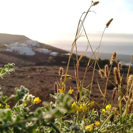 Tabaiba - Macaronesiahomes La Asomada (Lanzarote)